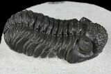 Adrisiops Weugi Trilobite - Recently Described Phacopid #137710-4